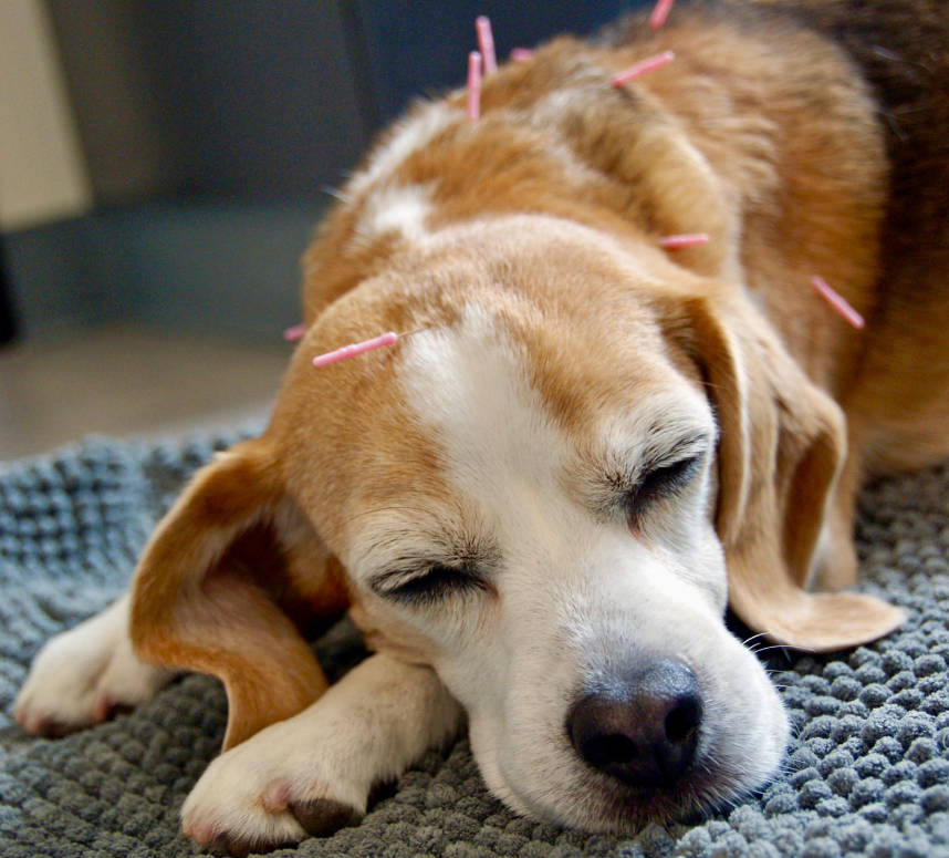 What Is Acupuncture for Pets?