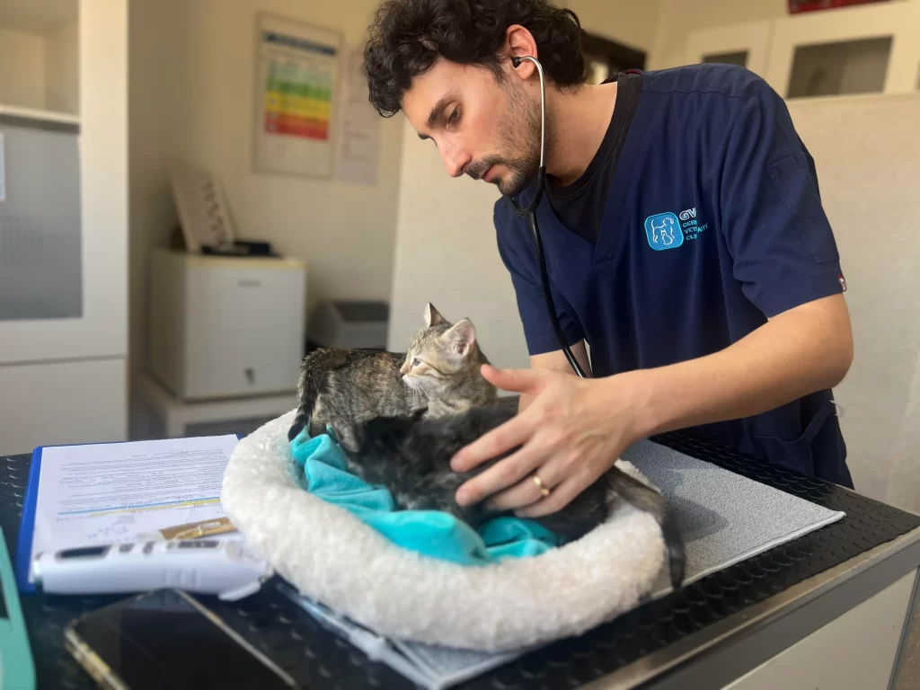 Pet Vaccination At Home