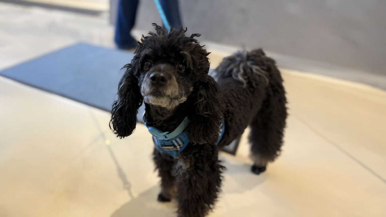 Preparing Pets for Long Travel