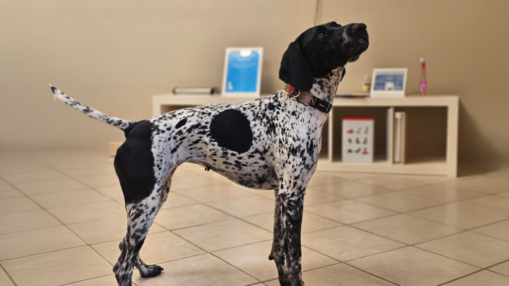 Behaviour Changes in Pets
