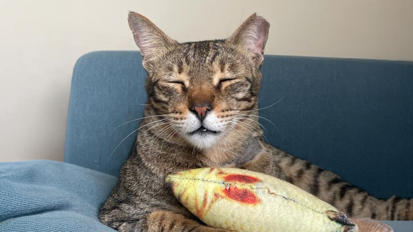 cat pain signs