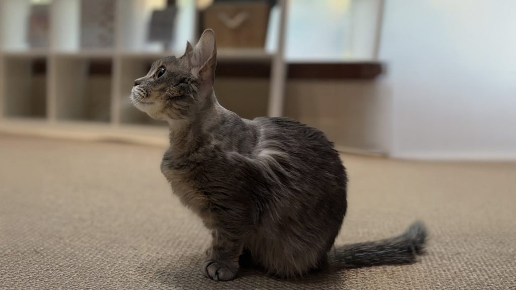Why Cats Lose Appetite in Hot Weather