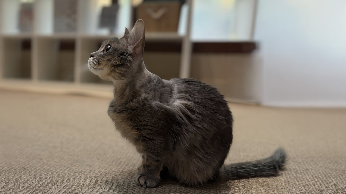 Why Cats Lose Appetite in Hot Weather