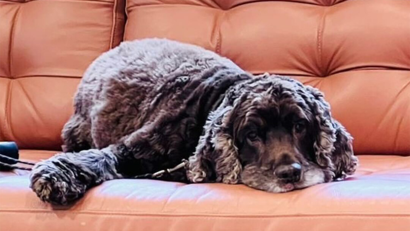 Why Pets Become Lazy