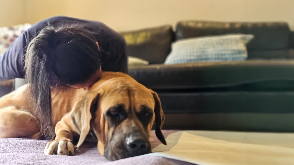Paw Burns in Dogs
