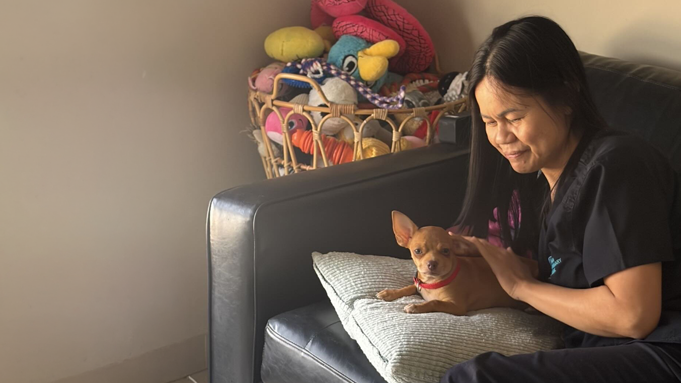 what to Pack for Pet boarding