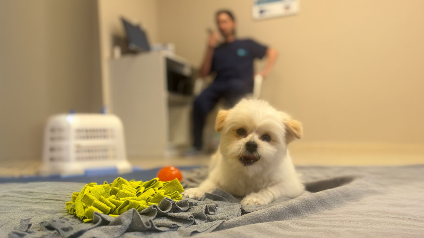 Vaccine Schedules for Cats and Dogs