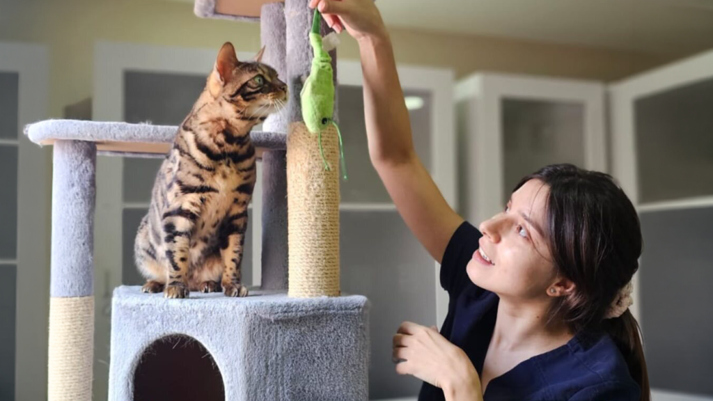 Choose the Right Cat Boarding